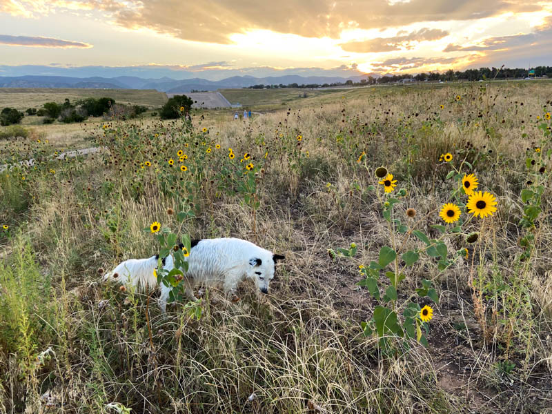My dog Domino, looking for fresh grass to eat, surrounded by yellow flowers with a sun setting behind the mountins in the background.