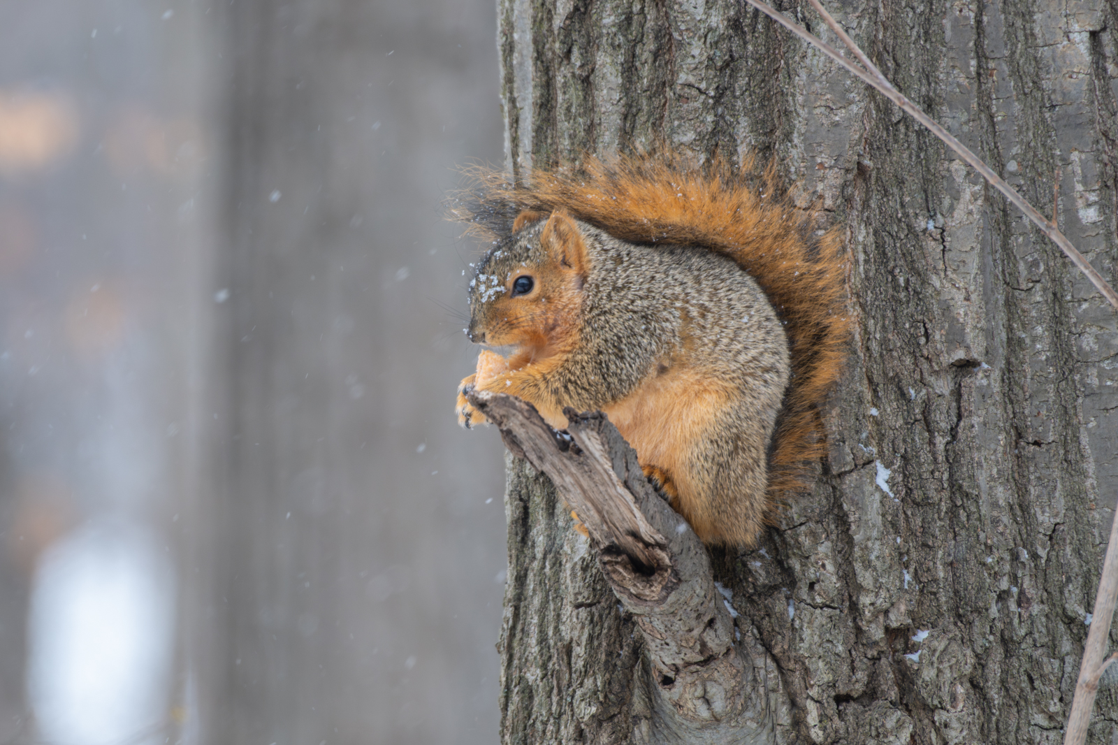 A squirrel eating perched on the base of a broken branch, tail covering his back, with snow on its nose.